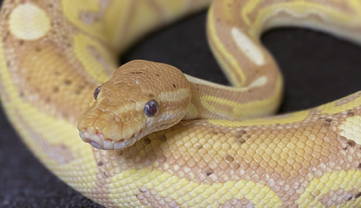 活ラット販売 Gokibank