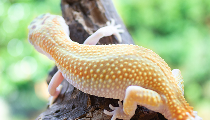 レオパ販売リスト 三重県名張市 Gokibank