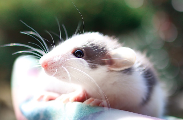 活マウス 活ラットの飼い方 蛇の餌を自家繁殖 Gokibank 活マウス 活ラットの飼い方 蛇の餌を自家繁殖 Gokibank