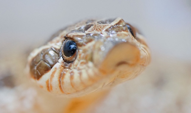 セイブシシバナヘビはおとなしい性格をしている