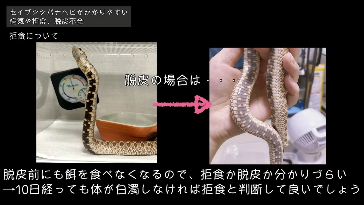 セイブシシバナヘビの拒食と脱皮について