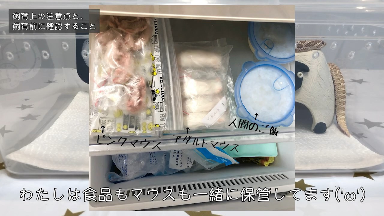 冷凍庫の冷凍マウス