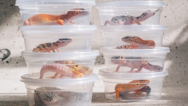 レオパ販売リスト 三重県名張市 Gokibank